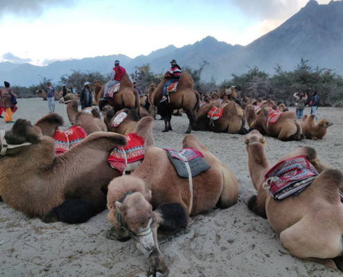 bactrian-camels